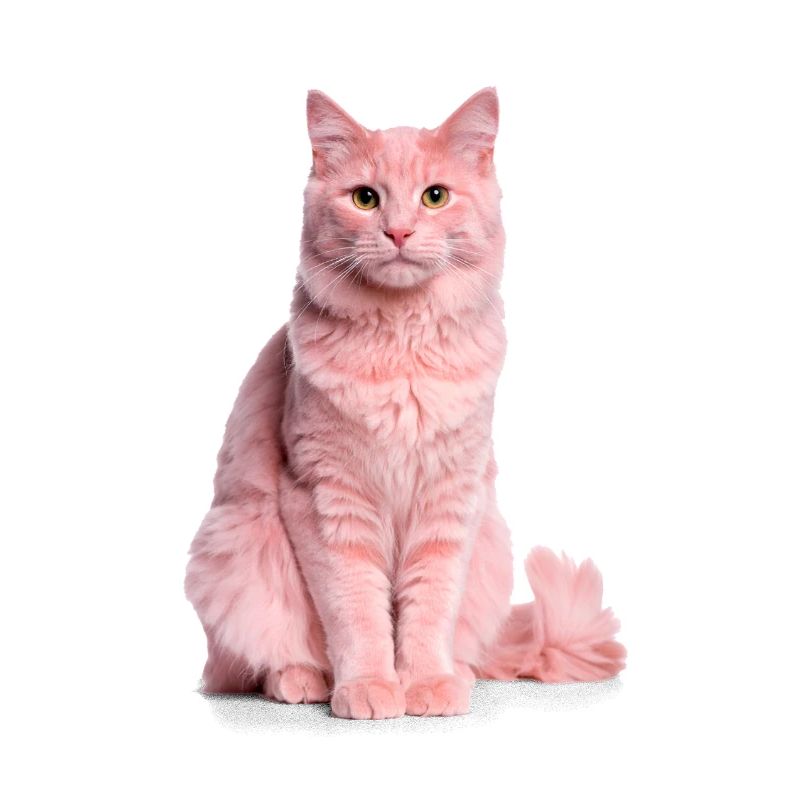 Chat rose – Édition Good Pet