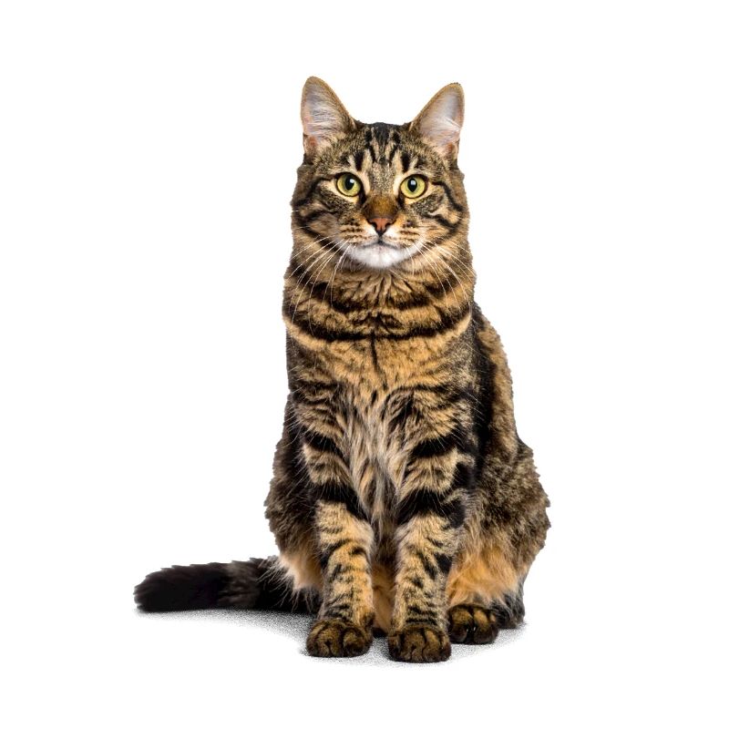 Getigerte Katze – Wild, charmant & voll Charakter