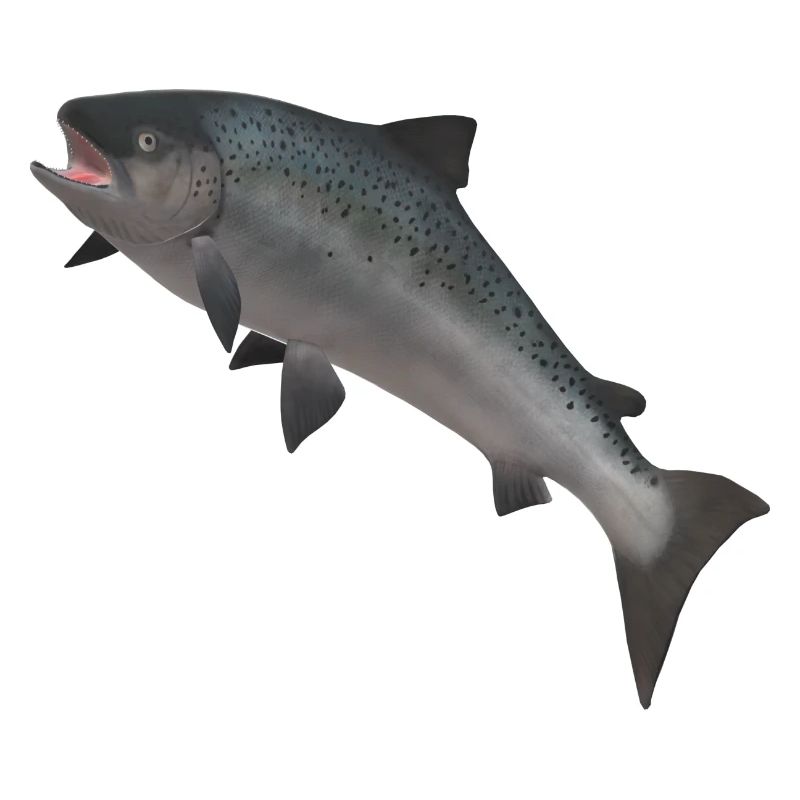 Saumon sauvage 3D