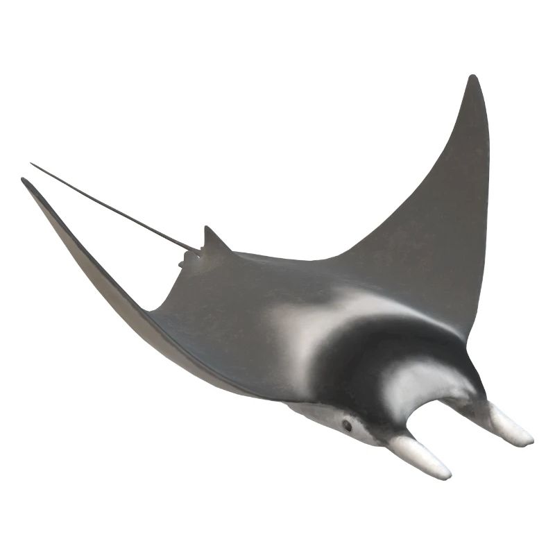 3d Stachelrochen