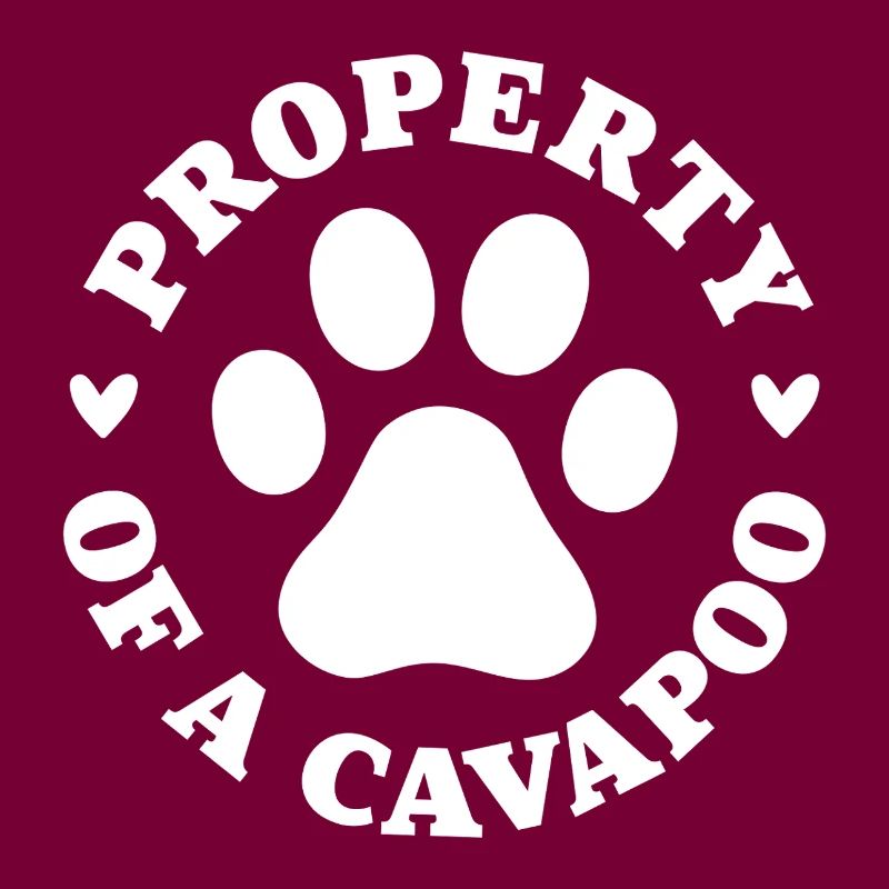 Eigentum eines Cavapoo
