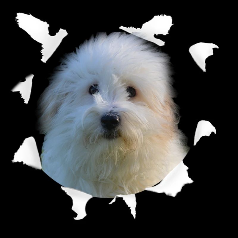 Coton de Tulear - Chien Coton de Tulear