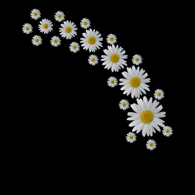Marguerites Ranke, fleurs blanches, fleurs, floral,
