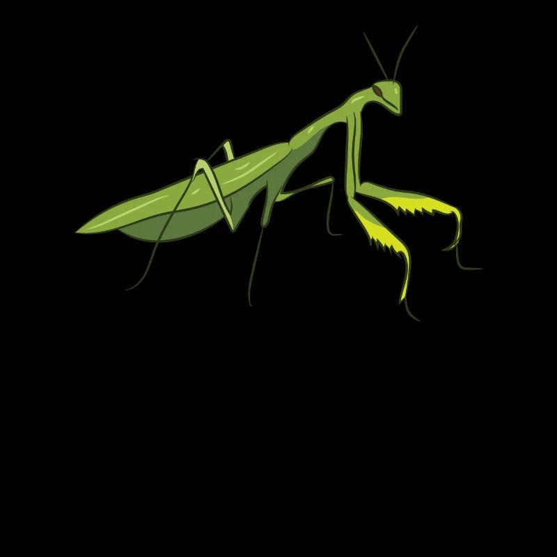 Heuschrecke Insekt Praying Mantis Grashüpfer