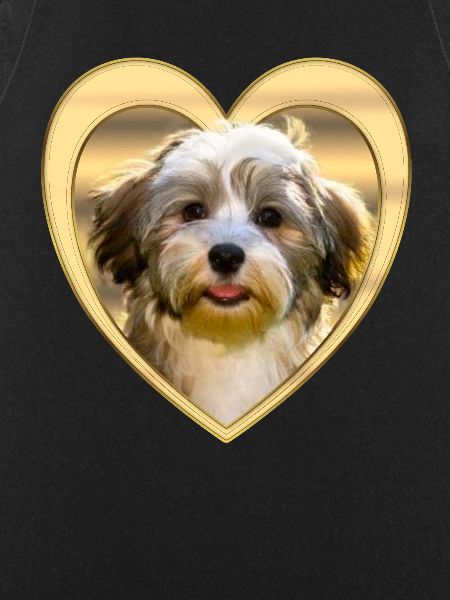 Havanese - Havanese Dog - Heart