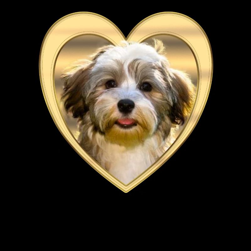 Havanese - Havanese Dog - Heart