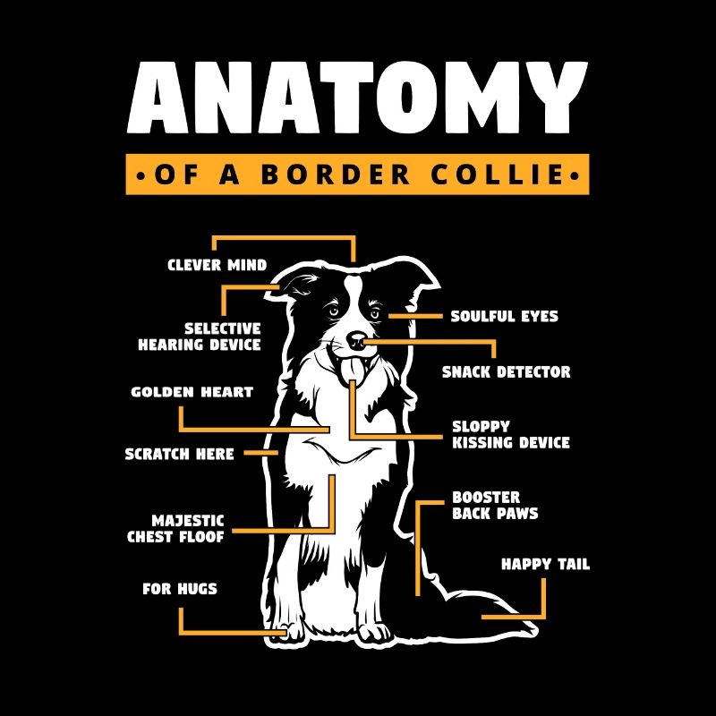 Anatomie Eines Border Collies