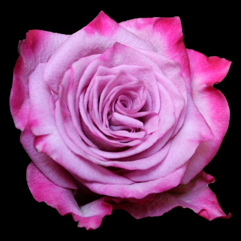 Fleur Rose Rose Fleur Fleurs Rose Rose Fleurs
