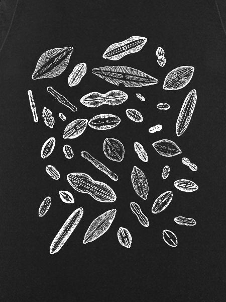 diatoms, algae diatom
