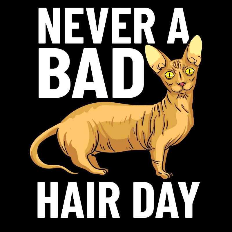 Sphynx Chat Sphinx Chaton sans poils Egypte