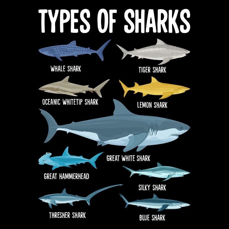 Types de requins Prédateur Poisson Drôle de monstre de requin
