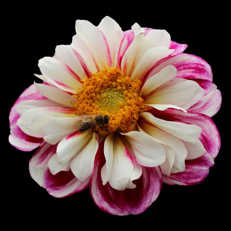 Fleur Rose Rose Fleur Fleurs Rose Rose Fleurs