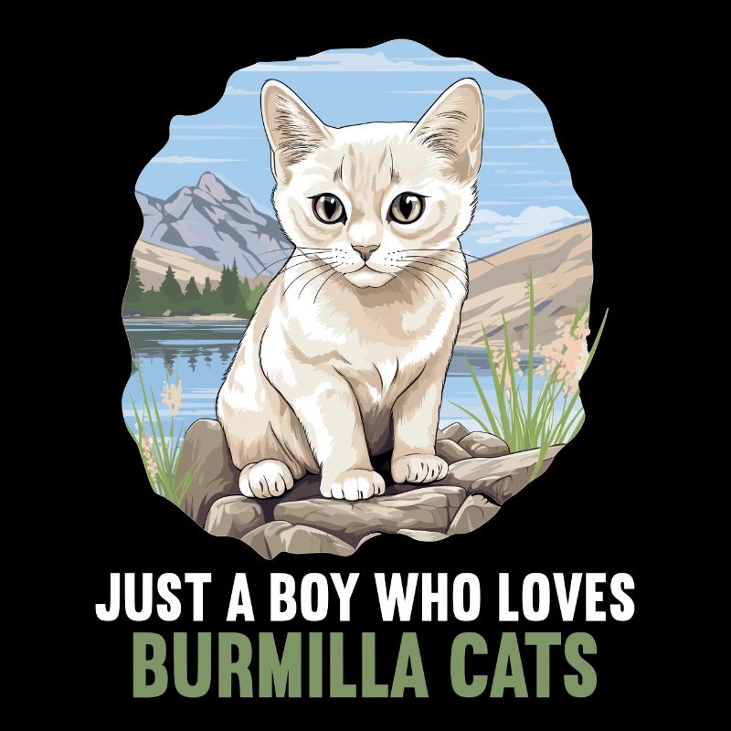 Burmilla Chaton Burmilla Chat