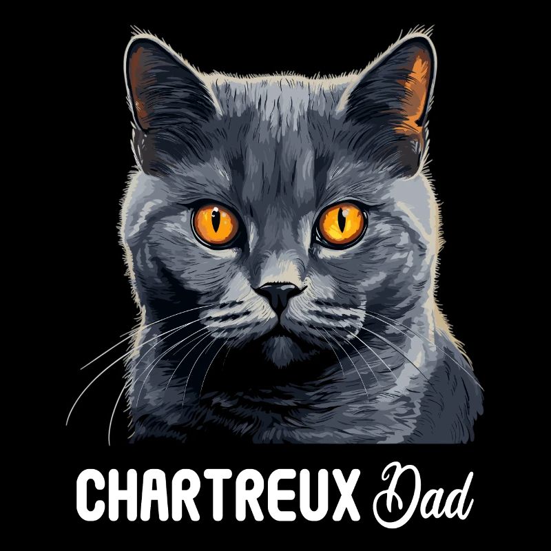 Chat Chartreux Chat Chartreux