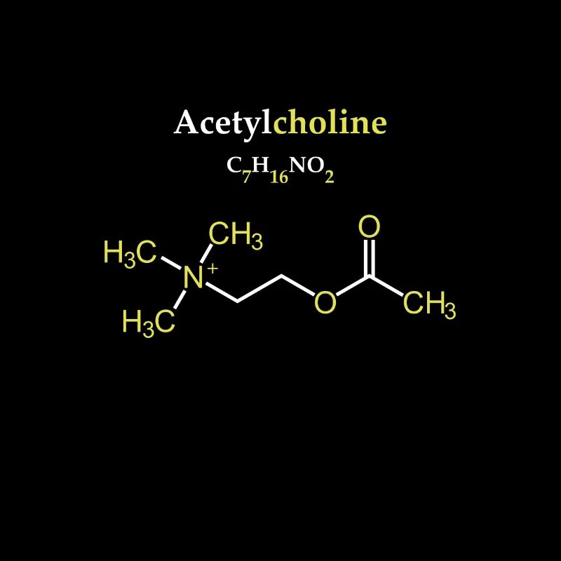 Acetylcholin-Molekül
