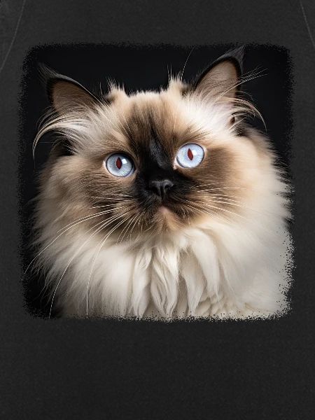 Himalayan Cat Colourpoint Katze