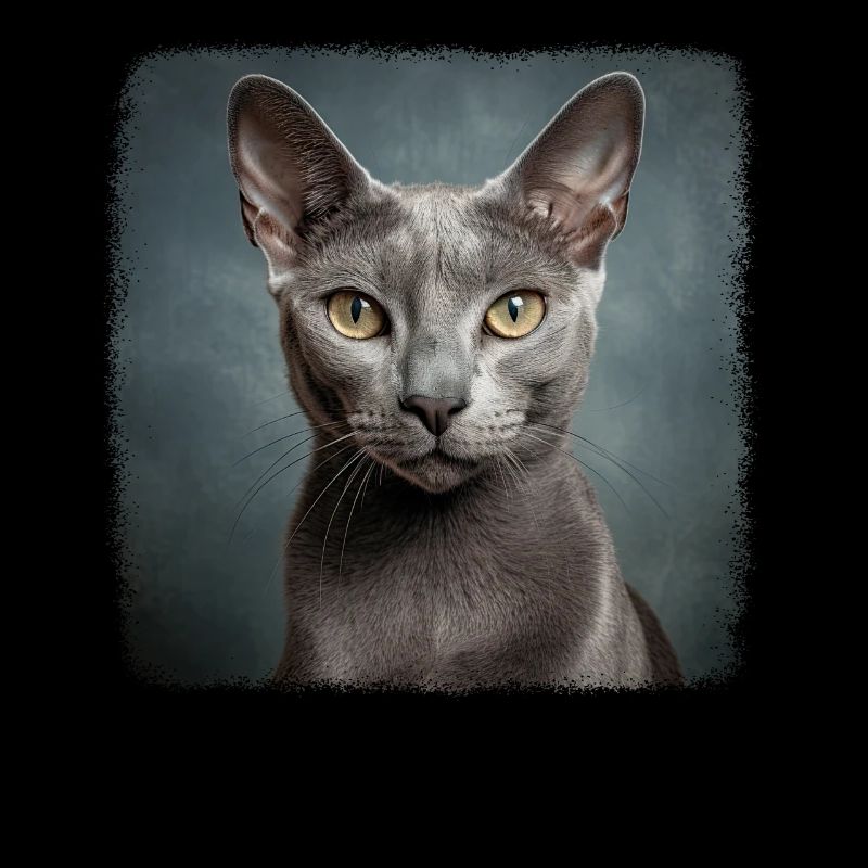 Korat Chaton Korat Chat