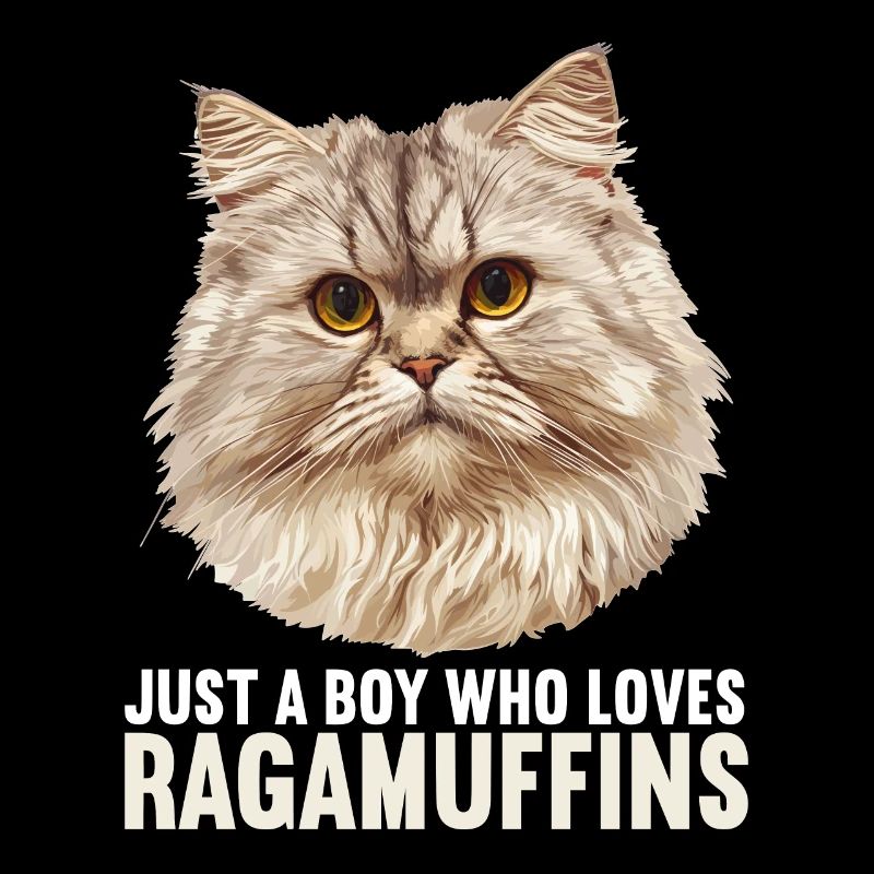Ragamuffin Kätzchen Ragamuffin Katze