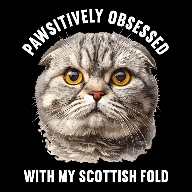 Scottish Fold Kitten Scottish Fold Cat