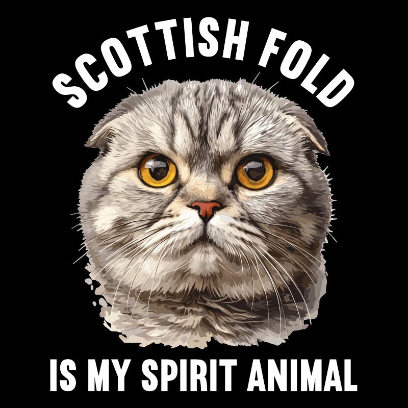 Scottish Fold Kätzchen Scottish Fold Katze