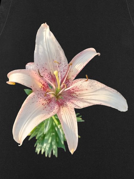 LYS ROSE