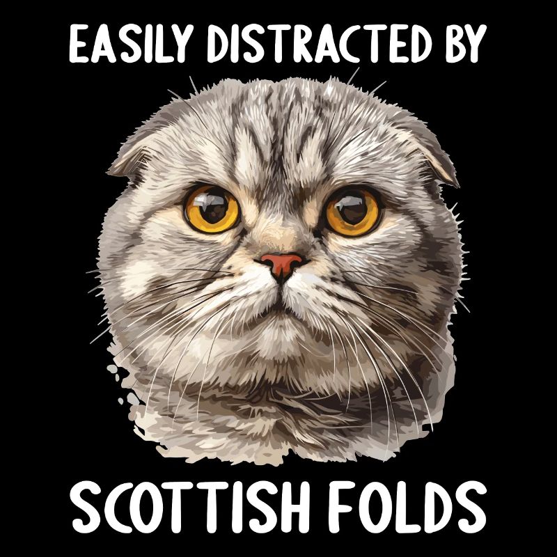 Scottish Fold Kitten Scottish Fold Cat