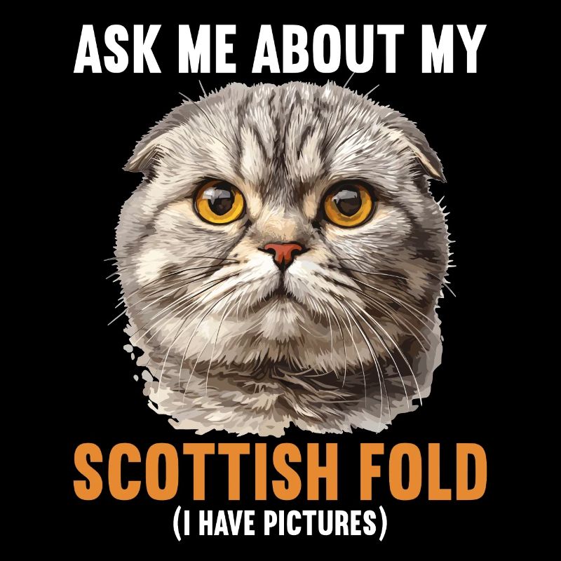 Scottish Fold Kitten Scottish Fold Cat