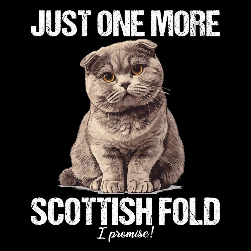 Scottish Fold Kitten Scottish Fold Cat