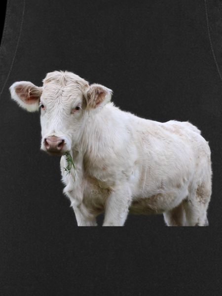 Vache
