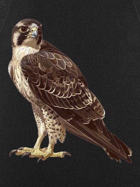 Falcon Falcon