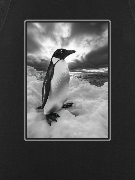 Pinguine Pinguin