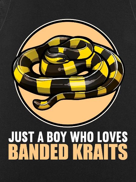 Banded Krait Gebänderter Krait