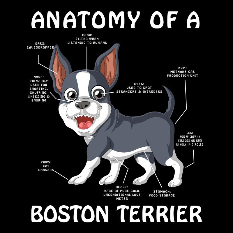 Anatomie Eines Boston Terrier Hundes süßes Haustier