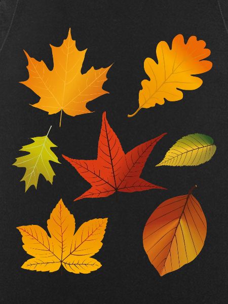 Feuilles d’automne