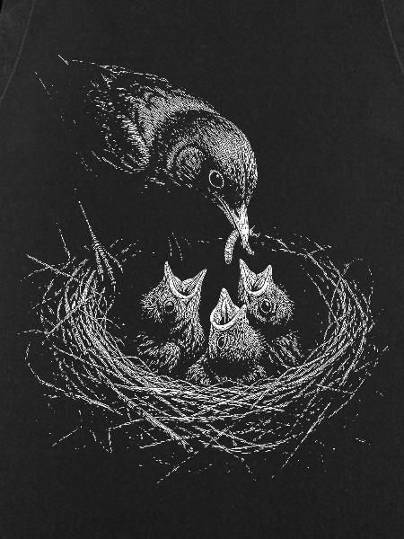 Blackbird