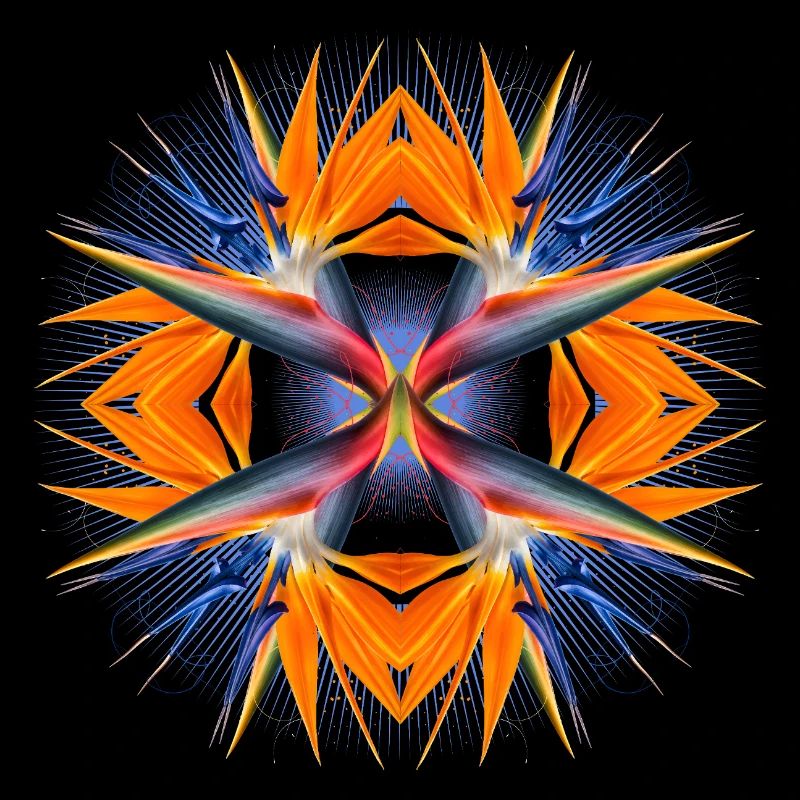 Mandala Oiseau de Paradis Fleur Abstrait Tropical Art