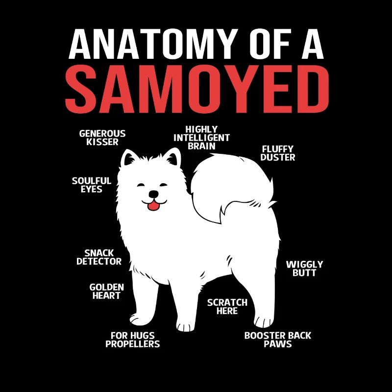 Samoyède Chien Samoyède