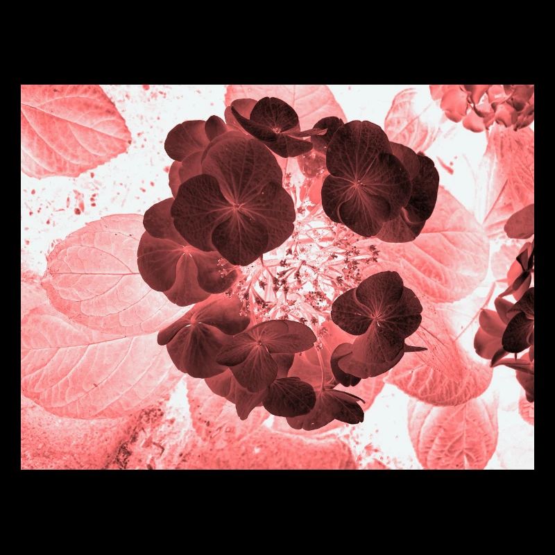 Rote Hydrangea Florales Muster