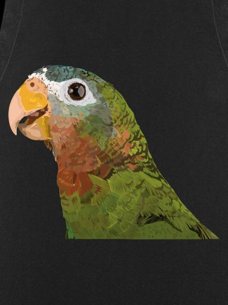 Yellow-billed Amazon
