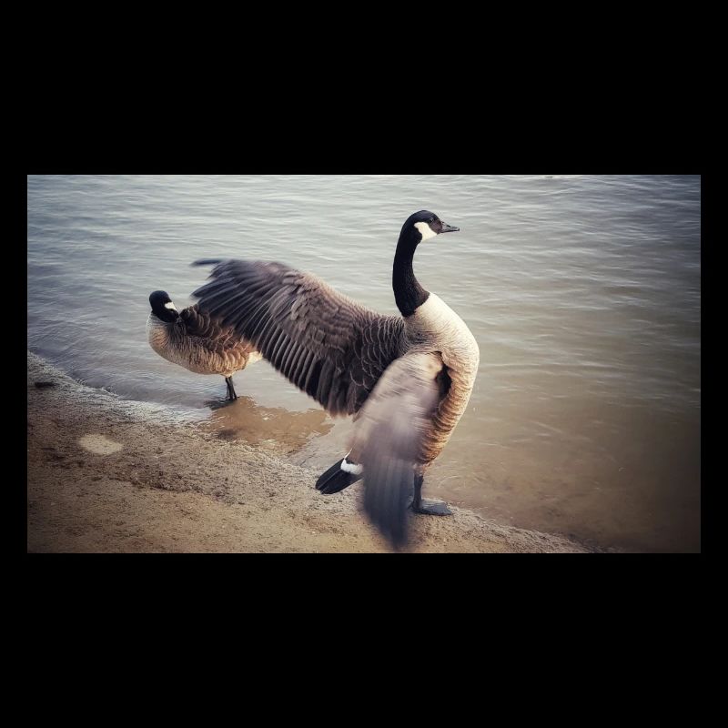 Large bird with outstretched wings