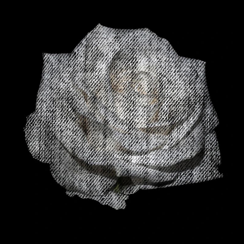 FLEUR Rose Blanche