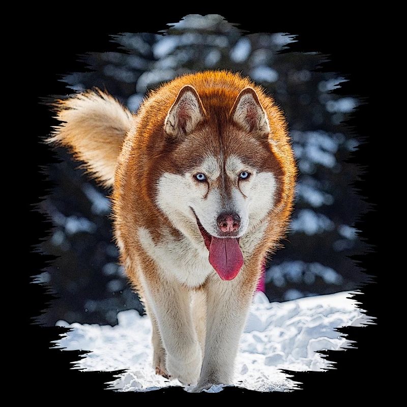 Husky
