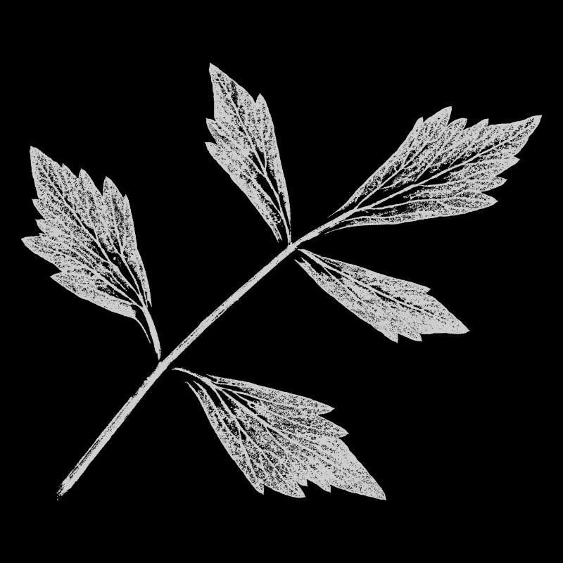Leaf lovage / herb plant