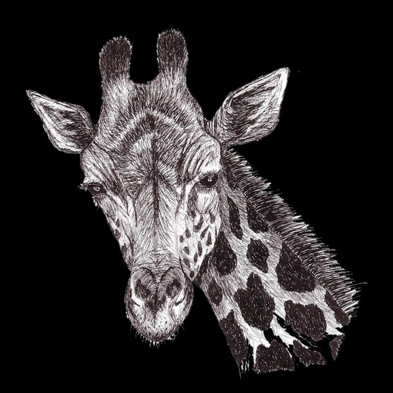 Giraffe head drawn