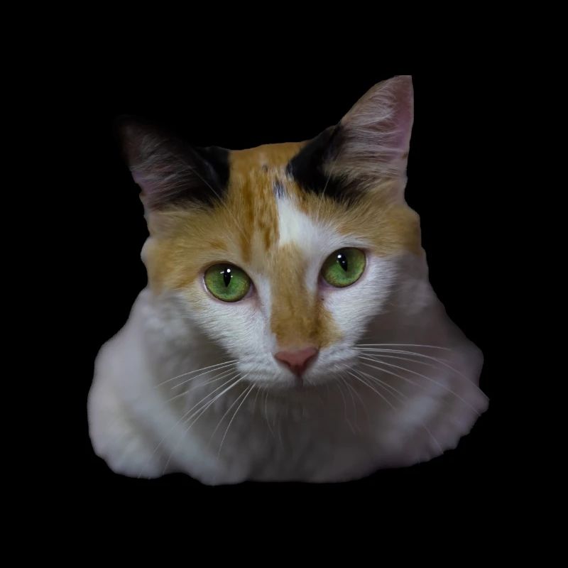 Nina la chatte
