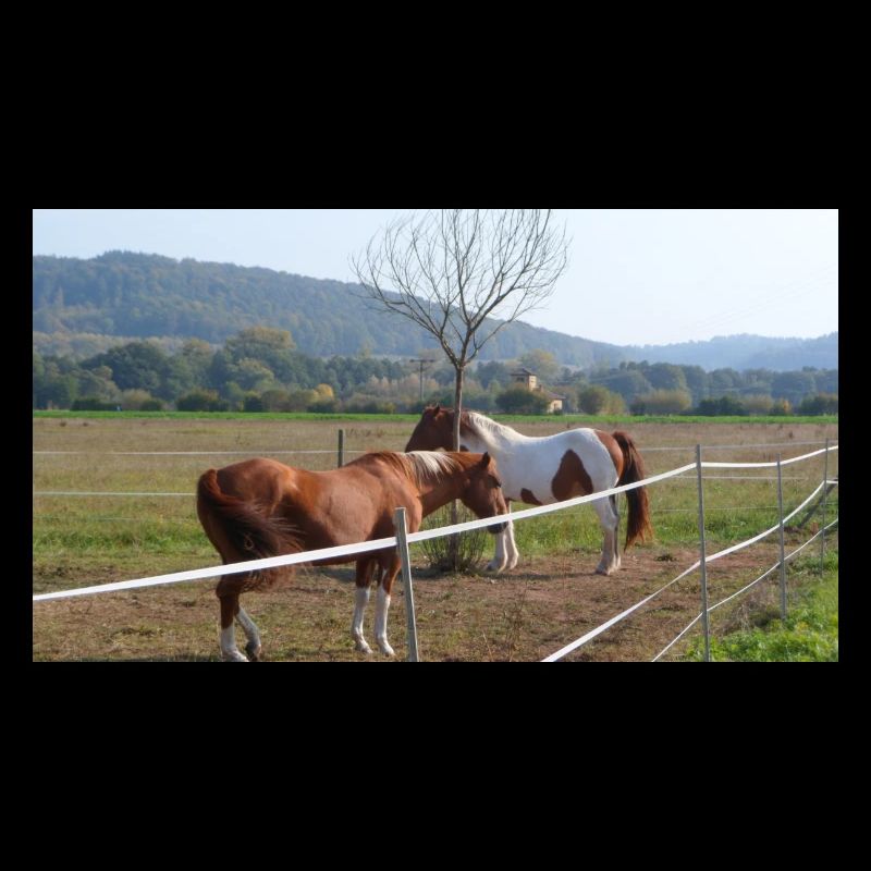 Chevaux