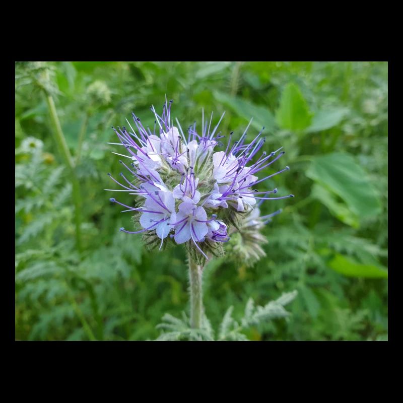 lacy phacelia also blue tansy also fiddleneck