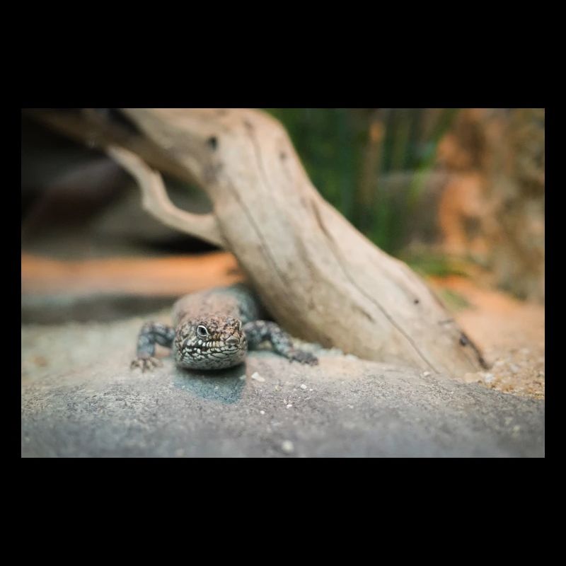Der Skink