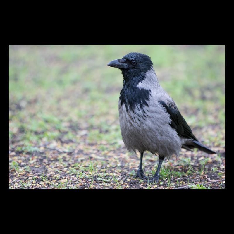 Corneille de Carrion (Aaskrähe, Corvus corone)