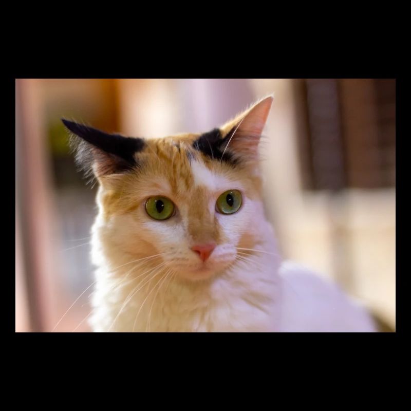 chat